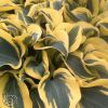 Hosta Autumn Frost